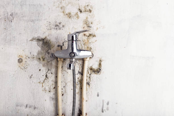Best Same-Day Mold Removal  in Elmira, NY