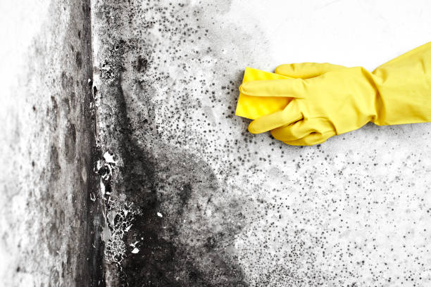 Best Residential Mold Removal  in Elmira, NY