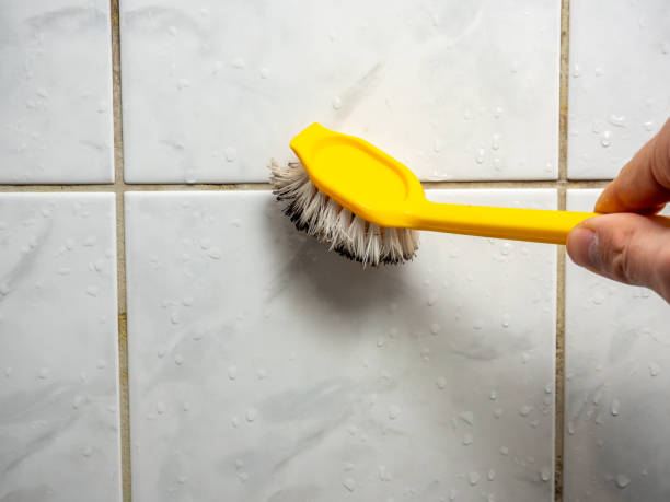 Best Mold Damage Repair  in Elmira, NY