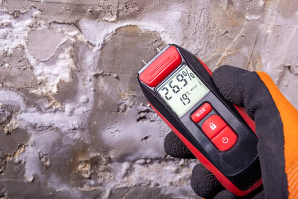 Best Local Mold Removal Service  in Elmira, NY
