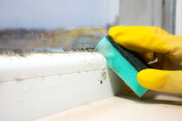 Reliable Elmira, NY Mold Removal Solutions