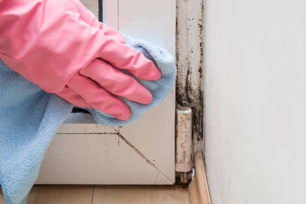 Best Professional Mold Removal  in Elmira, NY