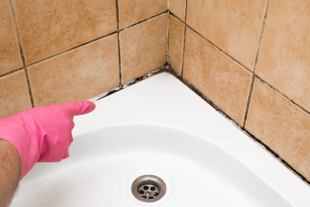 Best Crawl Space Mold Removal  in Elmira, NY