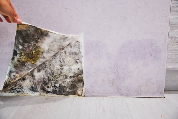 Best Certified Mold Removal  in Elmira, NY
